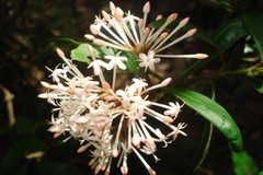 Ixora monticola